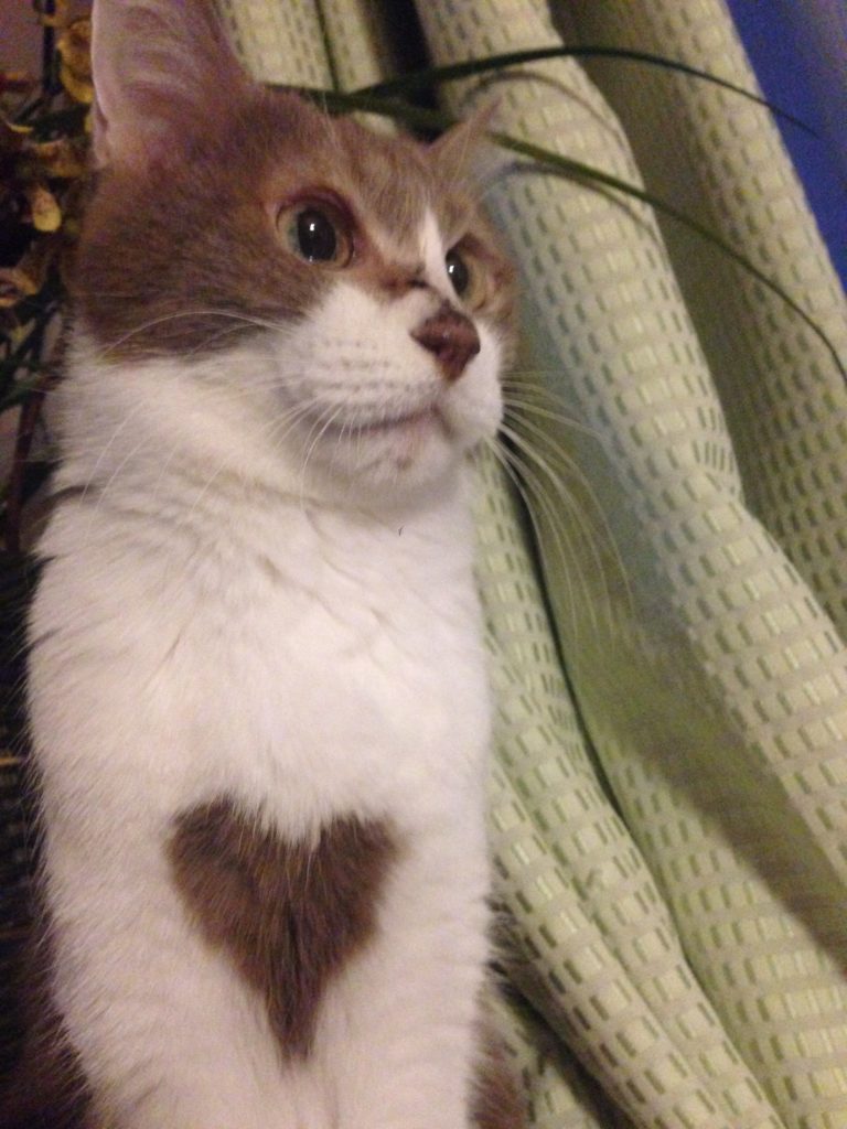 飼い猫の腎臓病に最適だったフード、ロイヤルカナン 療法食 腎臓サポートスペシャル ドライ 猫用